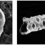 nannofossils01.jpg