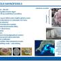 nannofossils04.jpg
