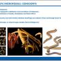 conodonts02.jpg