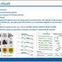 spores_pollen02.jpg
