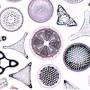 diatoms01.jpg