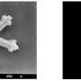 nannofossils02.jpg