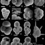 forams01.jpg