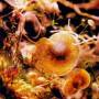 forams03.jpg