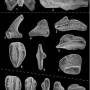 conodonts01.jpg