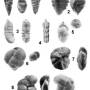 forams02.jpg