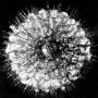 radiolaria02.jpg