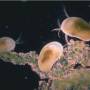 ostracods02.jpg