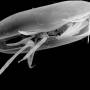 ostracods01.jpg
