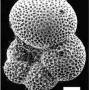 p_pseudobulloides01.jpg