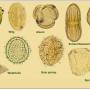 spores_pollen01.jpg